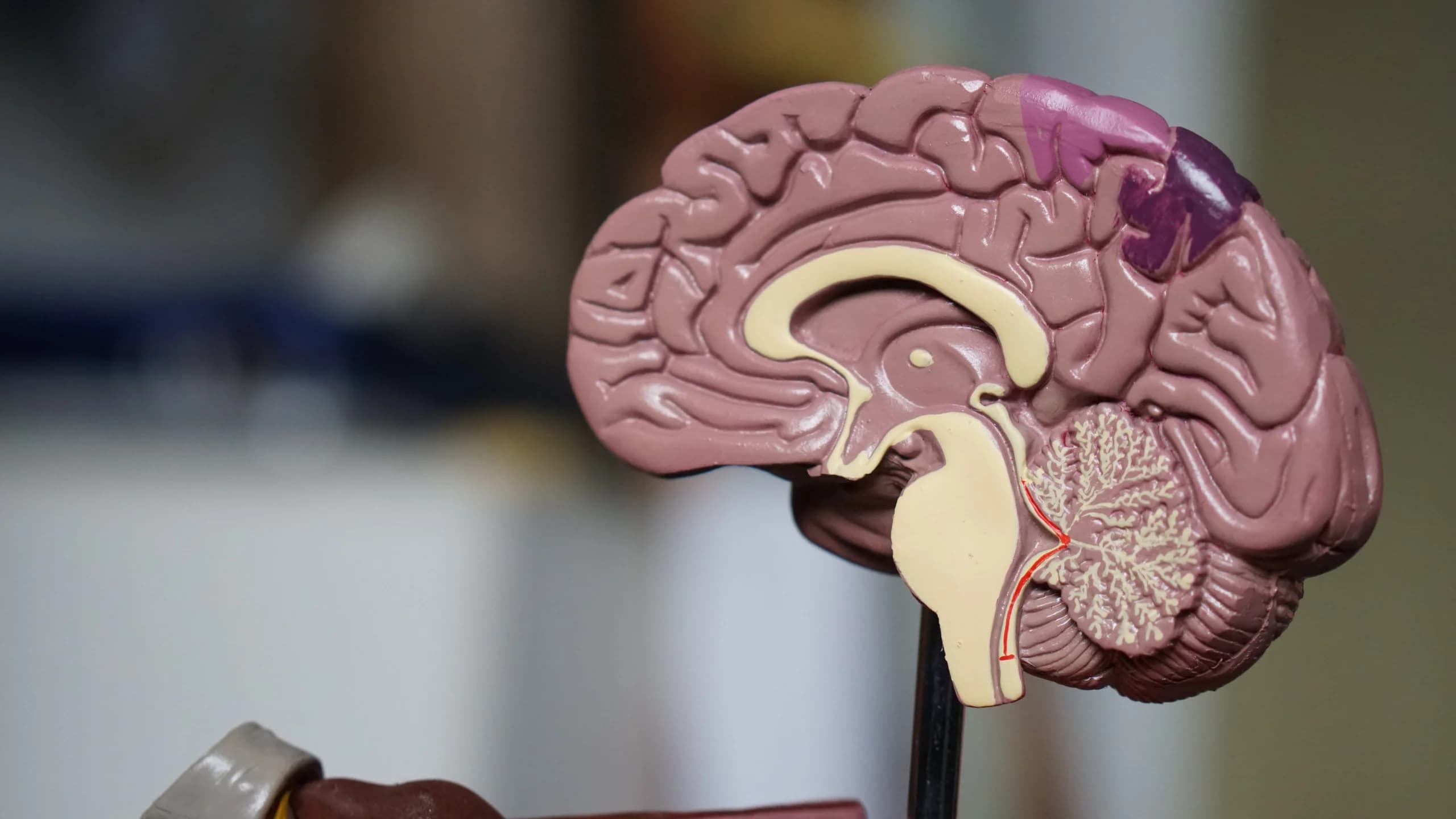 Close-up of a detailed anatomical model of the human brain, showing various regions and structures in different colors to differentiate them, mounted on a stand for educational purposes.