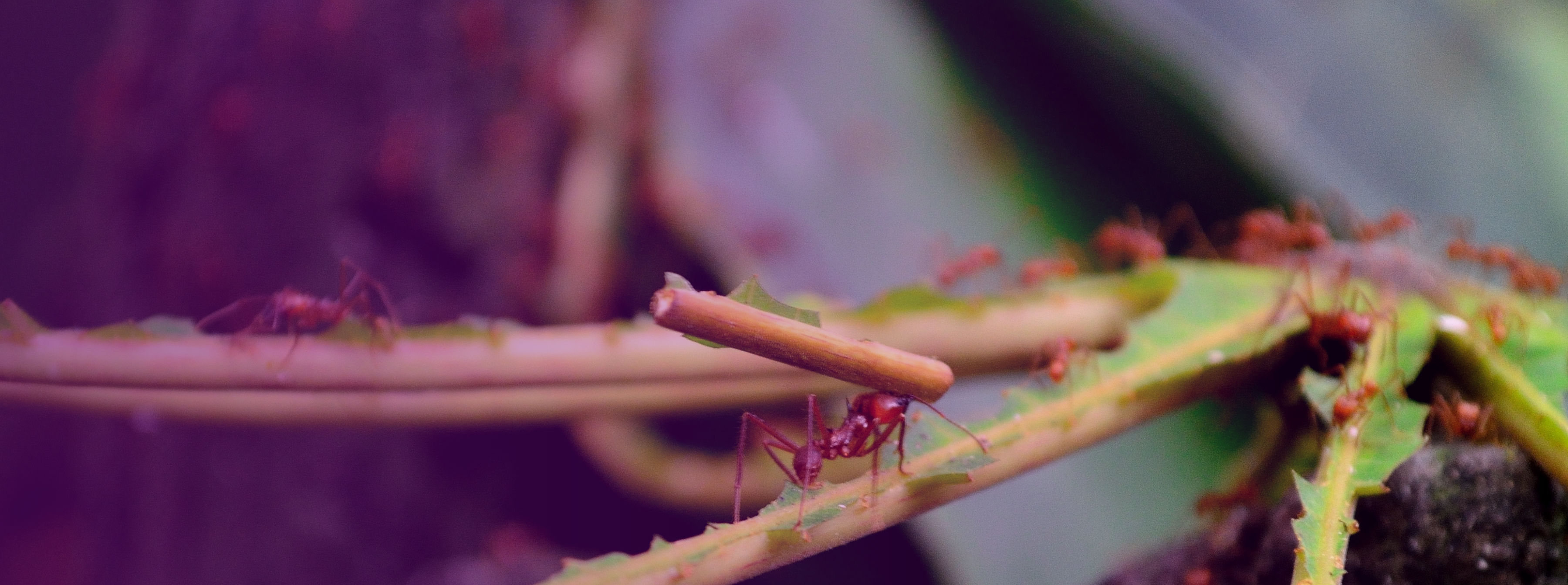 Finding Your Strengths in Mentoring