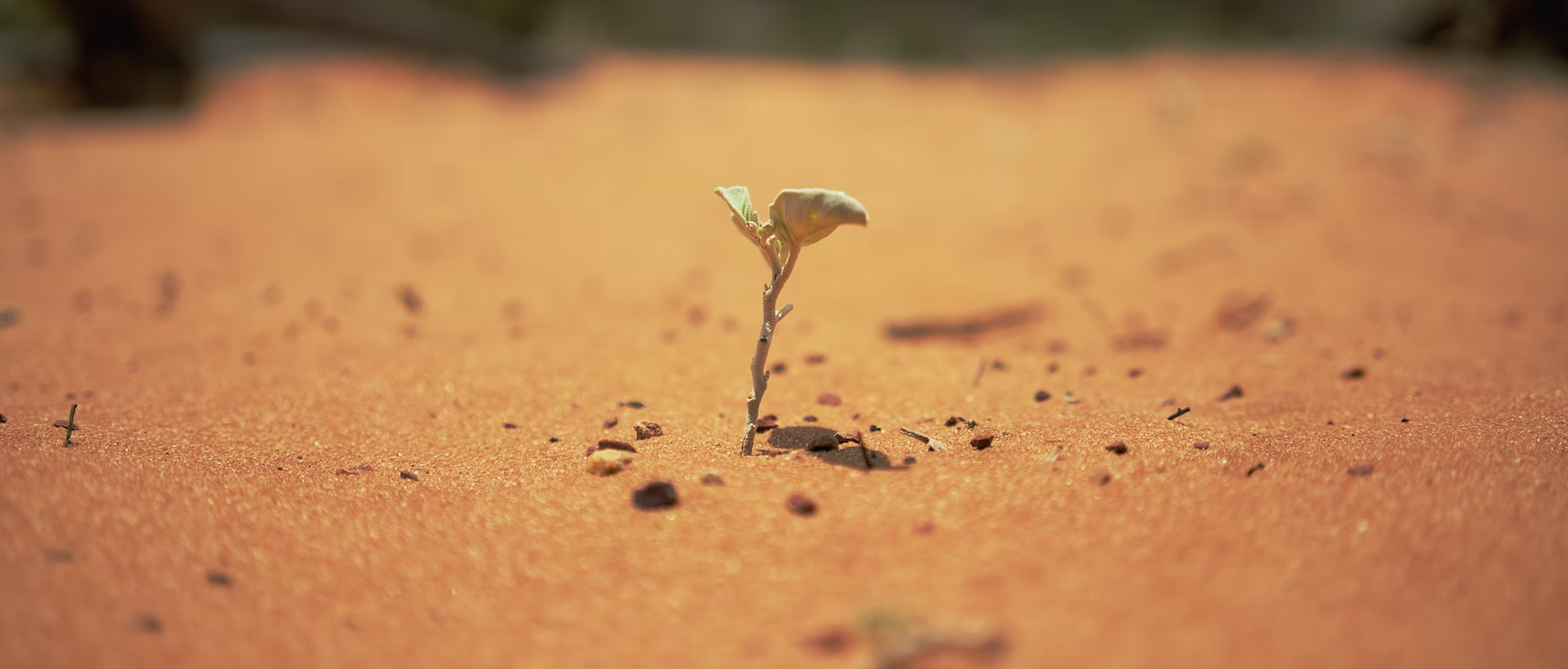 A single plant growing in a desert to represent job satisfaction with leadership development.