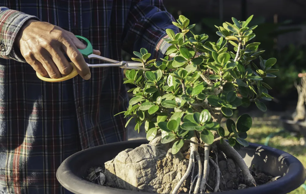 Hands of person using scissors to cut the leaves and branches of a bonsai tree placed on a table.