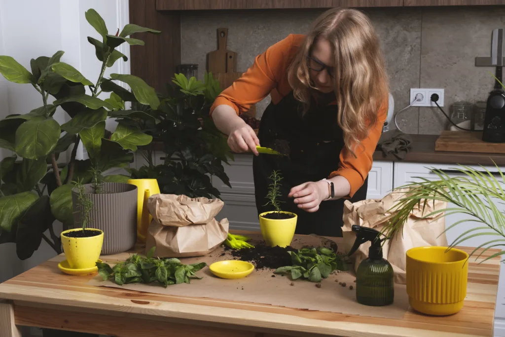 Woman replanting spicy herbs in cozy kitchen of beautiful apartment during afternoon gardening session